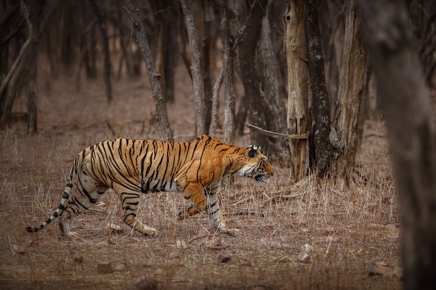 Increíble tigre de Bengala en la naturaleza.