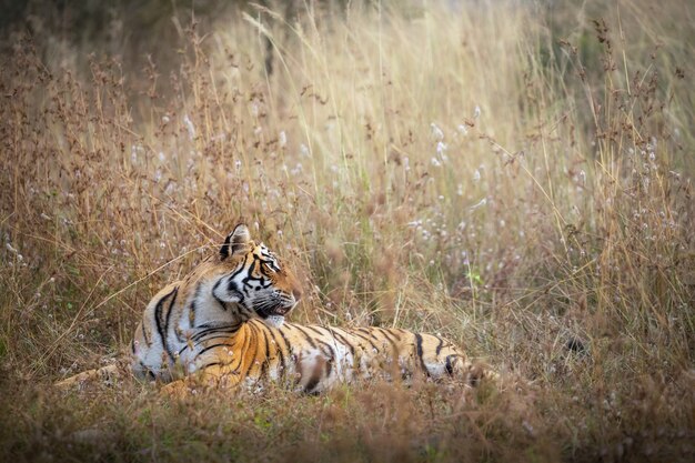 Increíble tigre de Bengala en la naturaleza.