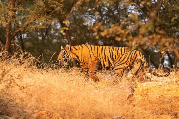 Increíble tigre de Bengala en la naturaleza.