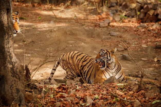 Foto gratuita increíble tigre de bengala en la naturaleza.