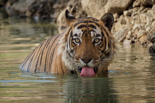 Increíble tigre de Bengala en la naturaleza.