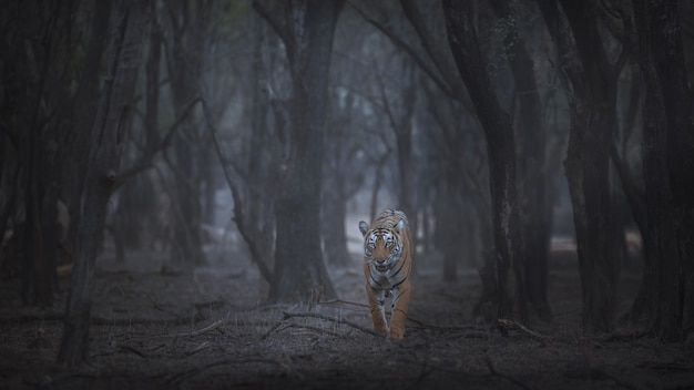 Increíble tigre de Bengala en la naturaleza.