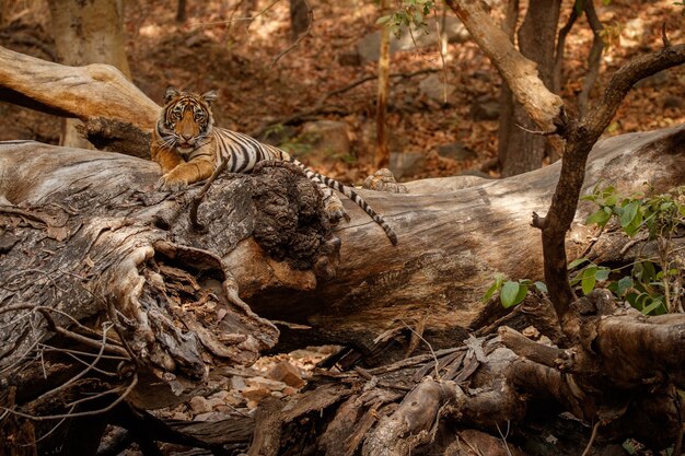 Increíble tigre de Bengala en la naturaleza.