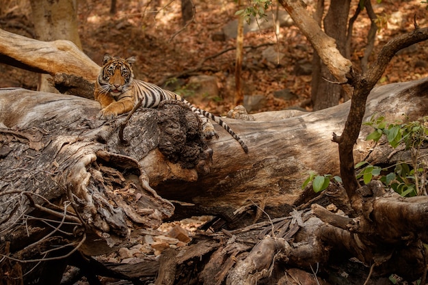 Increíble tigre de Bengala en la naturaleza.