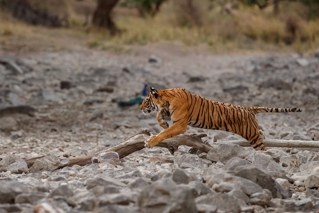 Increíble tigre de Bengala en la naturaleza.