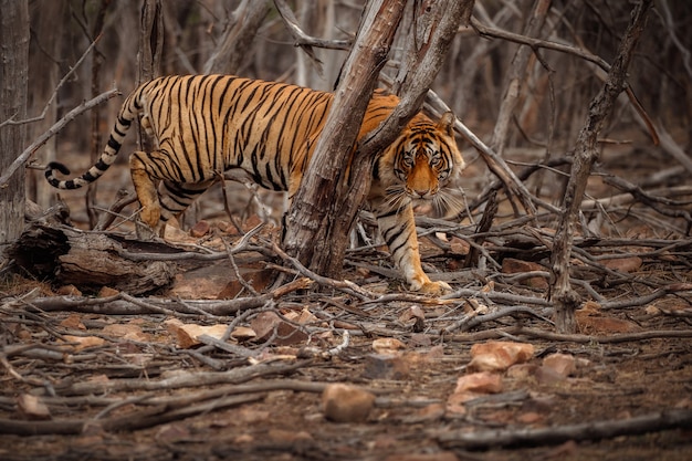 Increíble tigre de Bengala en la naturaleza.