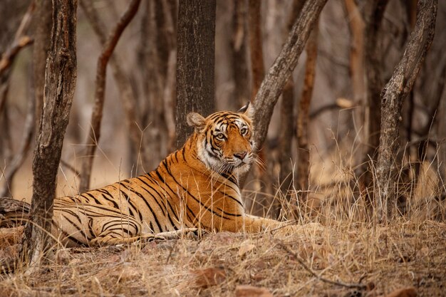 Increíble tigre de Bengala en la naturaleza.