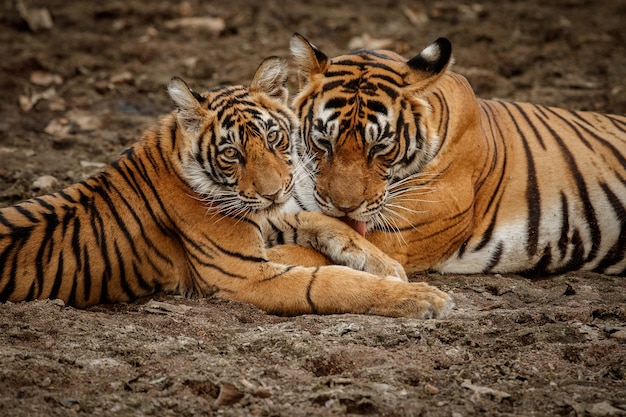 Increíble tigre de Bengala en la naturaleza.