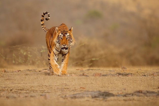 Increíble tigre de Bengala en la naturaleza.