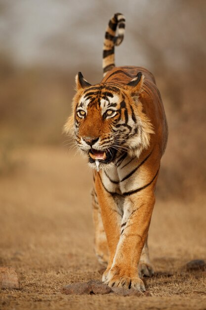 Increíble tigre de Bengala en la naturaleza.