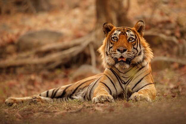 Increíble tigre de Bengala en la naturaleza.