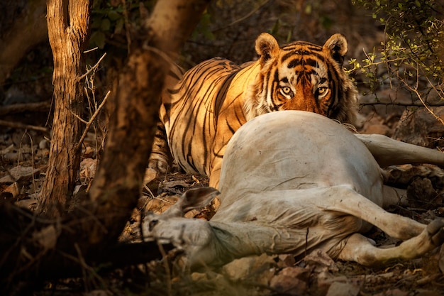 Increíble tigre de Bengala en la naturaleza.