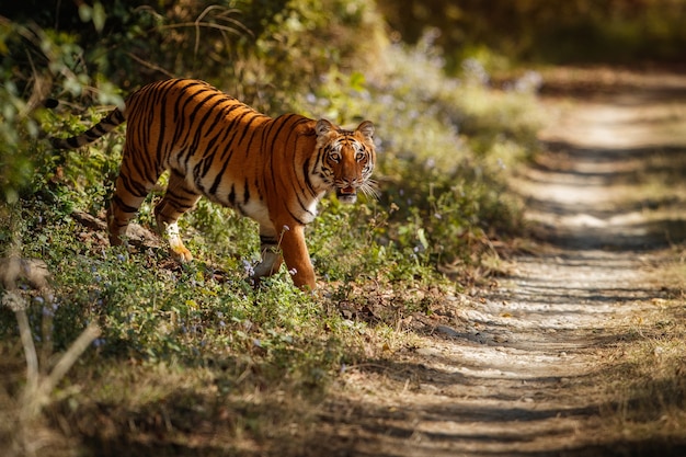 Increíble tigre de Bengala en la naturaleza.