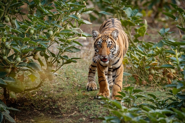 Increíble tigre de Bengala en la naturaleza.