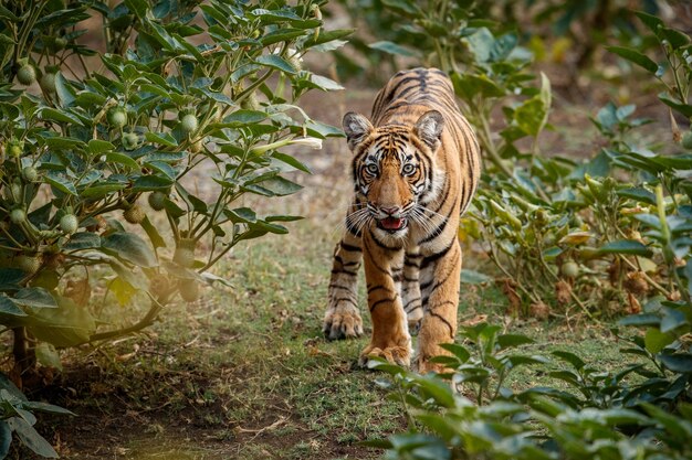 Increíble tigre de Bengala en la naturaleza.