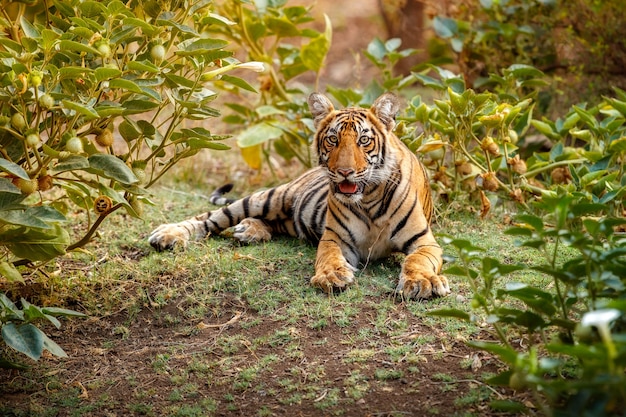 Increíble tigre de Bengala en la naturaleza.