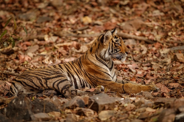 Increíble tigre de Bengala en la naturaleza.