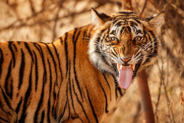 Increíble tigre de Bengala en la naturaleza.