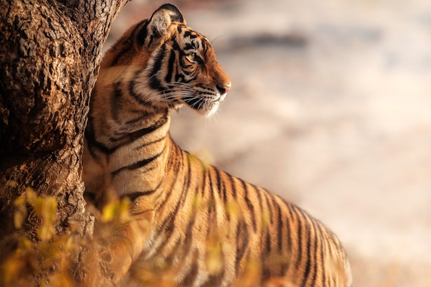 Increíble tigre de Bengala en la naturaleza.