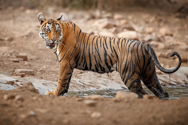 Increíble tigre de Bengala en la naturaleza.