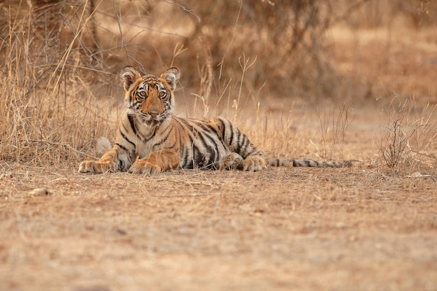 Increíble tigre de Bengala en la naturaleza.