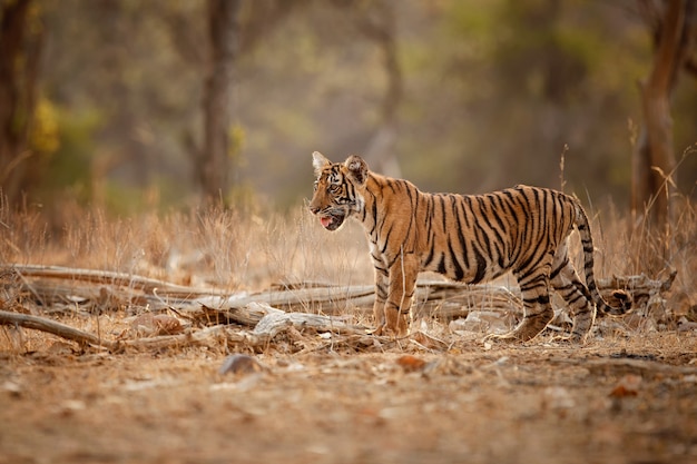 Increíble tigre de Bengala en la naturaleza.