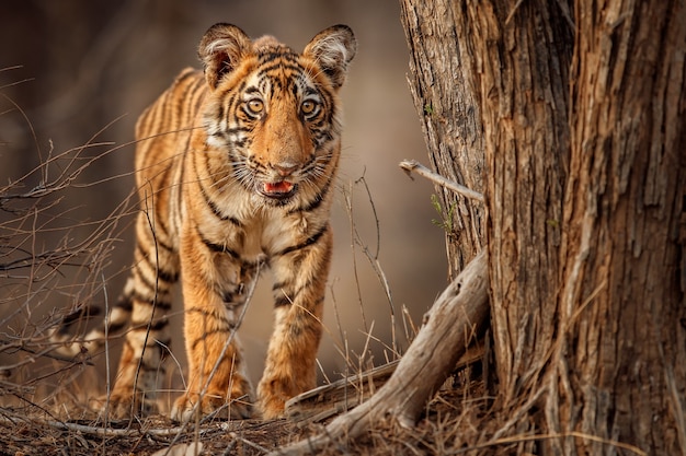 Foto gratuita increíble tigre de bengala en la naturaleza.