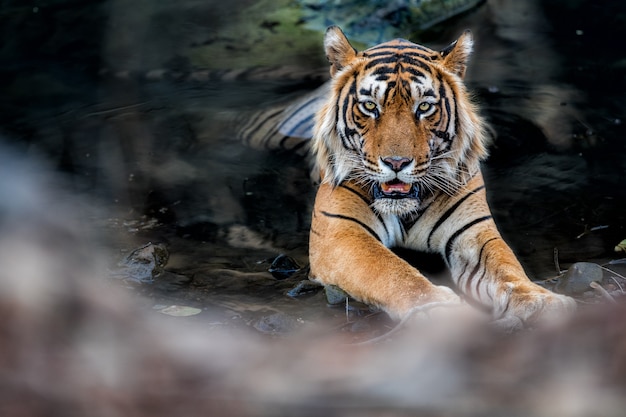 Increíble tigre de Bengala en la naturaleza.