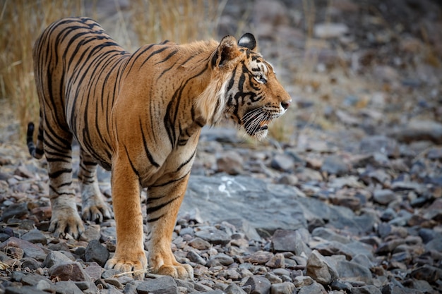 Increíble tigre de Bengala en la naturaleza.