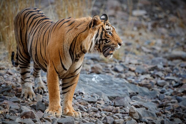 Increíble tigre de Bengala en la naturaleza.