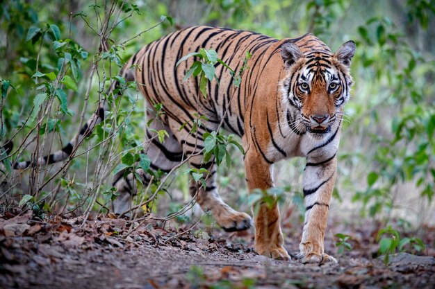 Increíble tigre de Bengala en la naturaleza.