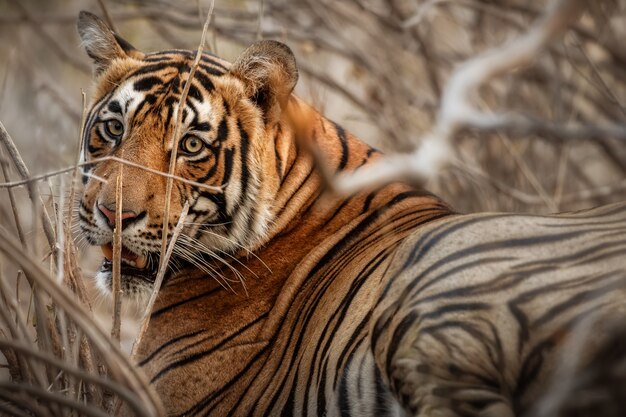 Increíble tigre de Bengala en la naturaleza.