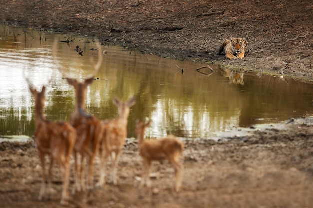 Increíble tigre de Bengala en la naturaleza.