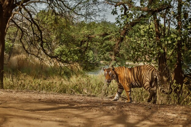 Increíble tigre de Bengala en la naturaleza.