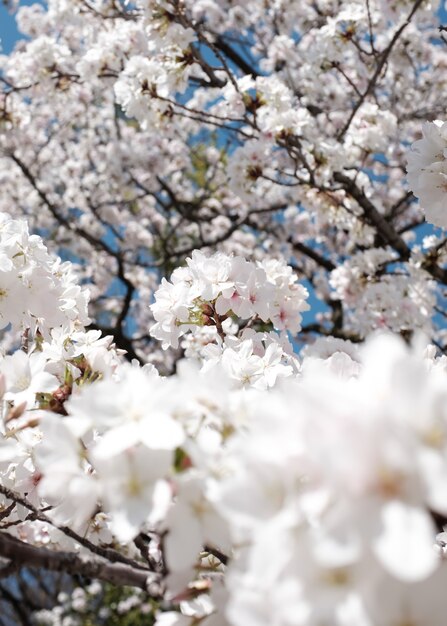 Increíble vista de un hermoso árbol de cerezos en flor