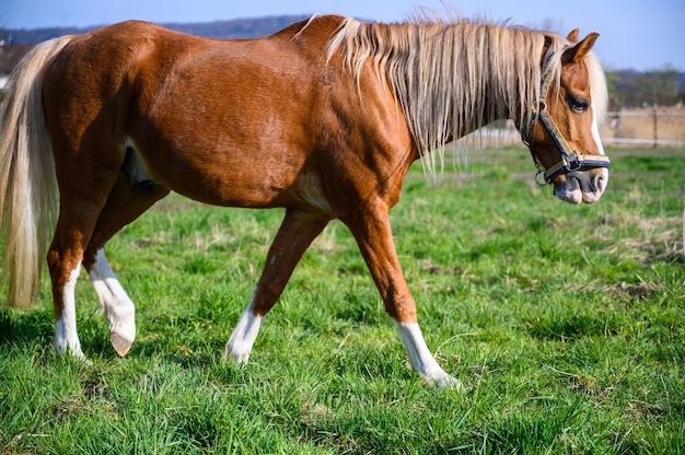 Increíble vista de un hermoso caballo marrón caminando sobre el césped