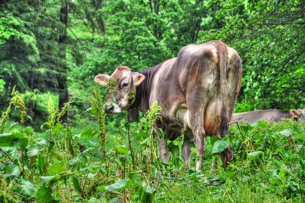 Increíble vista de una vaca deambulando en medio del bosque