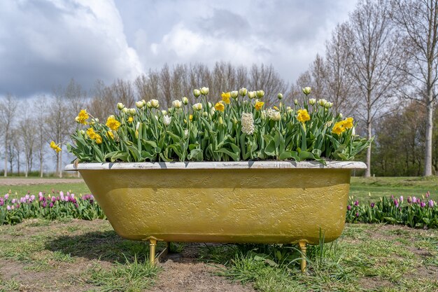 Increíble vista de una vieja bañera llena de hermosas flores en un campo