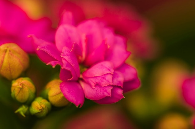 Increíbles flores frescas de color rosa cerca de las yemas