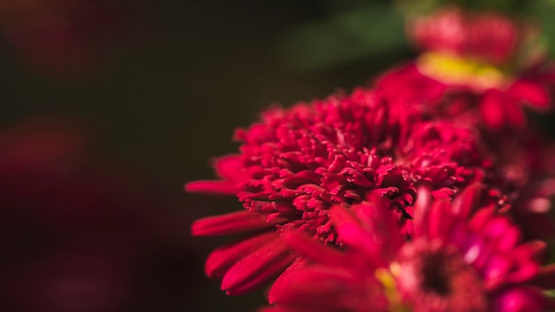 Increíbles flores frescas vinosas