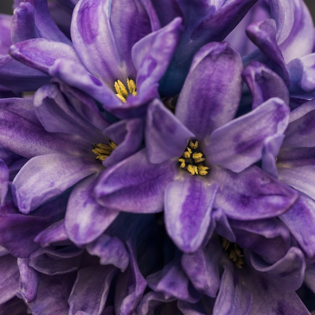 Increíbles flores frescas violetas con pistilos amarillos.