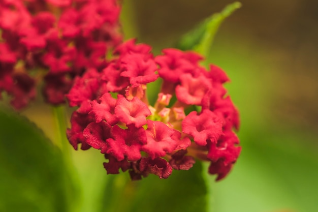 Increíbles flores rojas frescas con hojas verdes.