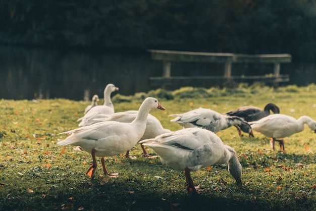 Increíbles patos alrededor de un lago