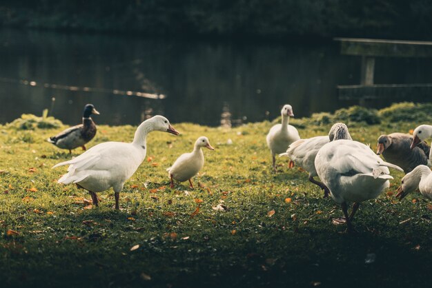 Increíbles patos alrededor de un lago