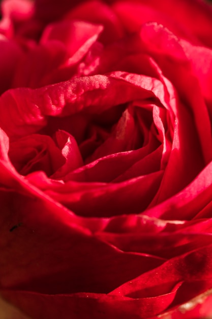 Increíbles pétalos rojos de flor fresca.