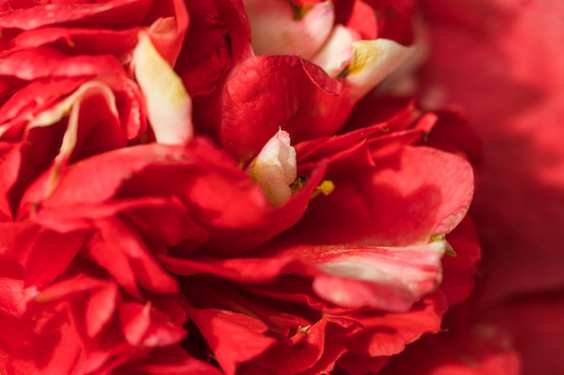 Increíbles pétalos rojos frescos de flor.