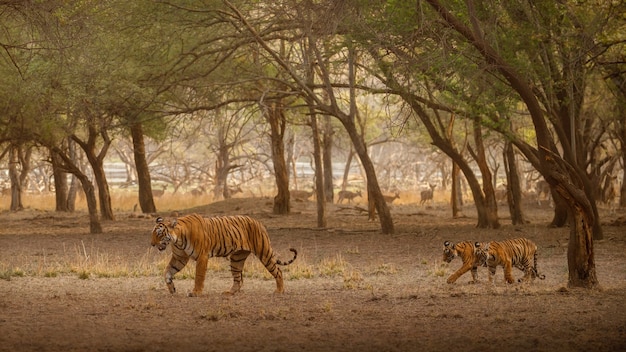 Foto gratuita increíbles tigres de bengala en la naturaleza.