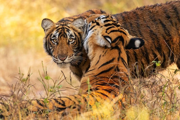 Increíbles tigres de bengala en la naturaleza.