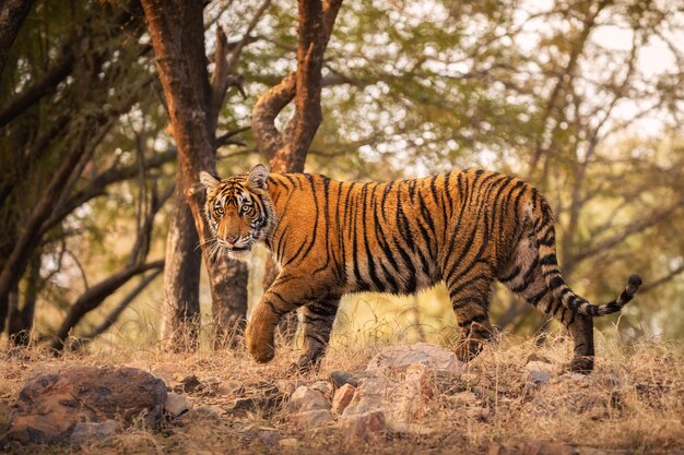 Increíbles tigres de bengala en la naturaleza.