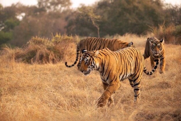 Increíbles tigres de bengala en la naturaleza.